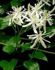 White Clematis Vitalba Flower Seeds – Heirloom, Non-GMO, High Germination Organic Garden Seeds for Planting