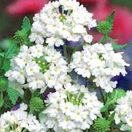 Semillas de verbena de flor blanca perenne – Semillas de jardín orgánicas de alta germinación, no transgénicas, de reliquia