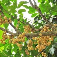 Yellow Baccaurea Seeds Heirloom Non-GMO High Germination Organic Garden Seeds for Planting