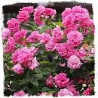 Pink Zephirine Flower Seeds – Heirloom, Non-GMO, High Germination Organic Garden Seeds for Planting Seeds for Planting