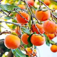 Semillas de Caqui Rojas Variedad Antigua No Modificadas Genéticamente Alta Germinación Semillas Orgánicas de Jardín para Sembrar