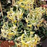 Yellow Lonicera Caprifolium Flower Seeds – Heirloom Non-GMO High Germination Organic Garden Seeds