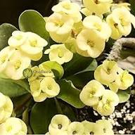 Yellow Fresh Crown Of Thorns Flower Seeds Heirloom Non-GMO High Germination Organic Garden Seeds