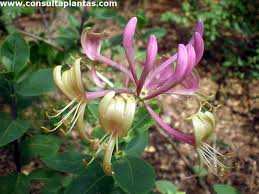 Rosa Lonicera Blumen Samen – Alte Sorte, gentechnikfrei, hohe Keimrate Bio-Gartensamen zum Pflanzen