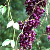 Strongylodon Flower Seeds Purple – Heirloom, Non-GMO, High Germination Organic Garden Seeds