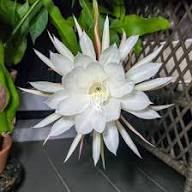 Epiphyllum Flower Seeds White Heirloom Non-GMO High Germination Seeds
