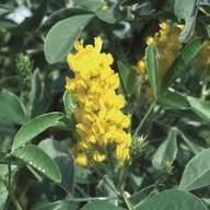 Yellow Argyrocytisus Flower Seeds for Planting – Heirloom, Non-GMO, High Germination Organic Garden Seeds