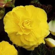 Yellow Double Begonia Flower Seeds for Planting – Heirloom, Non-GMO, High Germination