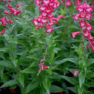 Penstemon Flower Seeds Pink – Heirloom, Non-GMO, High Germination Seeds