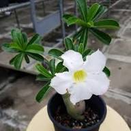 New Adenium Flower Seeds White Heirloom Non-GMO High Germination Organic Garden Seeds