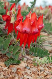 Swainsona Formosa Flower Seeds Heirloom Non-GMO High Germination Organic Garden Seeds for Planting