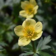 White Trollius Flower Seeds Heirloom Non-GMO High Germination Organic Garden Seeds for Planting