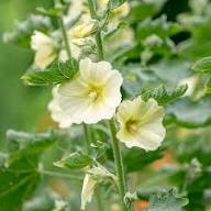 White Yellow Hollyhock Flower Seeds – Heirloom Non-GMO High Germination Organic Garden Seeds