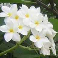 White Michelia Seeds for Planting Heirloom Non-GMO High Germination Organic Garden Seeds