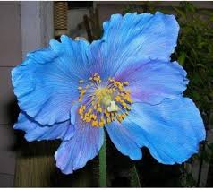 blue himalayan flower seeds