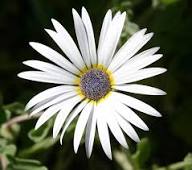 White Arctotis Flower Seeds Heirloom Non-GMO High Germination Organic Garden Seeds