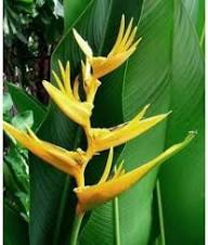 Heliconia Flower Seeds Yellow – Heirloom Non-GMO High Germination Seeds
