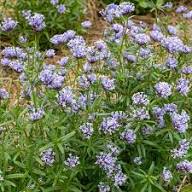 Sweet Woodruff Flower Seeds Purple – Heirloom, Non-GMO, High Germination Organic Garden Seeds for Planting
