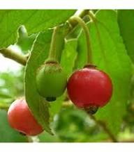 Muntingia Seeds Heirloom Non-GMO High Germination Organic Garden Seeds for Planting
