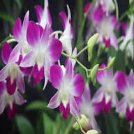 Purple Dendrobium Flowering Plant Seeds Heirloom Non-GMO High Germination Organic Garden Seeds for Planting