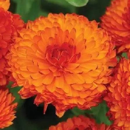 Neon Mix Calendula Flower Seeds – Heirloom Non-GMO Garden Seeds for Planting