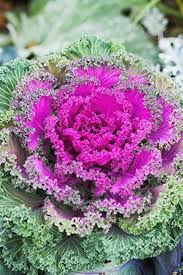 Mixed Kale Seeds – Heirloom, Non-GMO, High Germination Organic Garden Seeds Planting