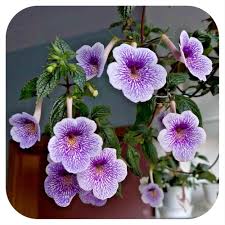 Violet Achimenes Flower Seeds – Heirloom Non-GMO High Germination Organic Garden Seeds