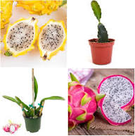 Mixed Dragon Fruit Seeds – Heirloom, Non-GMO, High Germination Organic Garden Seeds