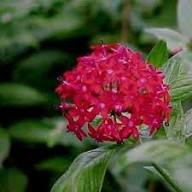 Red Pachystachys Flower Seeds – Heirloom, Non-GMO, High Germination Organic Garden Seeds for Planting