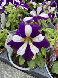 Violet White Petunia Flower Seeds – Heirloom Non-GMO High Germination Organic Garden Seeds for Planting