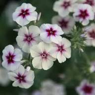 Phlox Flower Seeds for Planting – Heirloom, Non-GMO, High Germination Organic Garden Seeds