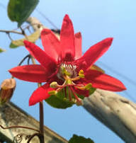 Red Granadilla Passiflora Flower Seeds – Heirloom Non-GMO High Germination Organic Garden Seeds for Planting