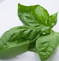 Organic Basil Plant Seeds Heirloom Non-GMO High Germination Organic Garden Seeds for Planting