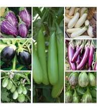 Mixed Brinjal Seeds – Heirloom, Non-GMO, High Germination Organic Garden Seeds Planting