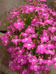 Pink Lobelia Flower Seeds Heirloom Non-GMO High Germination Organic Garden Seeds for Planting