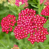 Yarrow Flower Seeds Red – Heirloom Non-GMO High Germination Organic Garden Seeds