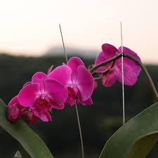 Pink Dendrobium Flower Seeds for Planting – Heirloom Non-GMO High Germination Organic Garden Seeds