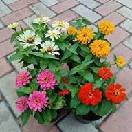 Pink Yellow Zinnia Flower Seeds – Heirloom, Non-GMO, High Germination Organic Garden Seeds for Planting Seeds for Planting