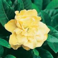 Yellow Gardenia Flower Seeds Heirloom Non-GMO High Germination Organic Garden Seeds for Planting