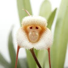 White Orchid Monkey Face Flower Seeds – Heirloom, Non-GMO, High Germination Seeds