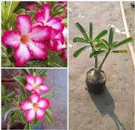 Pink White Adenium Flower Seeds Heirloom Non-GMO High Germination Organic Garden Seeds