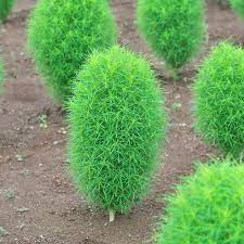 perennial grass flower seeds