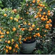 Semillas de Actinidia Polygama Naranja – Herencia, Sin OGM, Semillas Orgánicas de Jardín de Alta Germinación