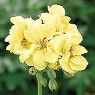 Yellow Ivy Geranium Flower Seeds – Heirloom Non-GMO High Germination Seeds