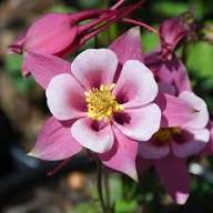 Pink Aquilegia Rose Flower Seeds for Planting – Heirloom Non-GMO High Germination Organic Garden Seeds