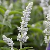 Semillas de Flores de Salvia White Victory Herencia No Transgénicas Alta Germinación Semillas Orgánicas para Jardín