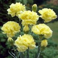 Yellow Dianthus Flower Seeds for Planting – Heirloom, Non-GMO, High Germination
