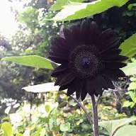 Black Sunflower Flower Seeds for Planting – Heirloom Non-GMO Organic Garden Seeds