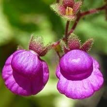Purple Calceolaria Flower Seeds – Heirloom, Non-GMO, High Germination Organic Garden Seeds for Planting