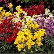 Red Erysimum Flower Seeds for Planting – Heirloom, Non-GMO, High Germination Organic Garden Seeds